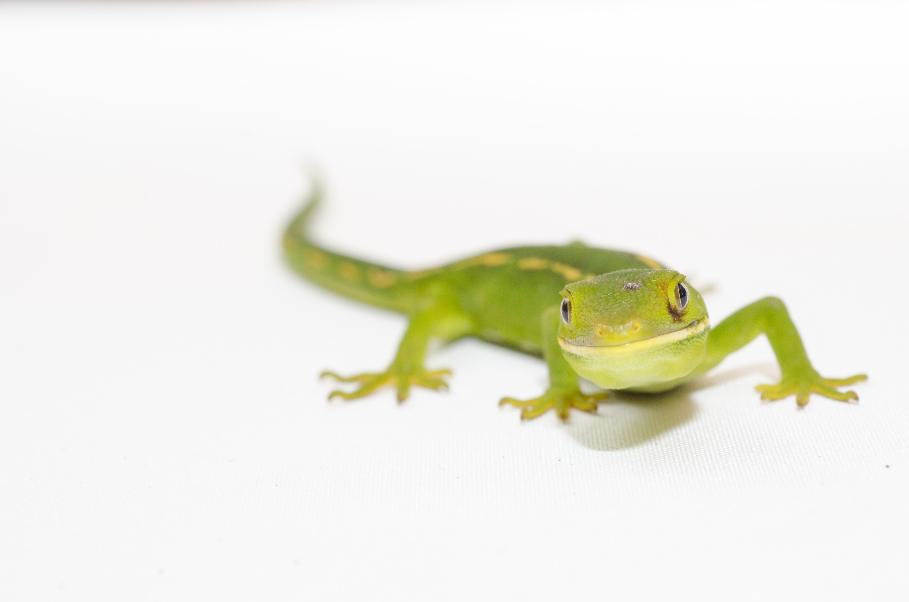 DSC_2769 – auckland, green, gecko, naultinus, elegans, elegans, home, lizard, irene, reptiles, amphibians, rare, cold, blood, new, new zealand, zealand, nz, northland, kaiatea road